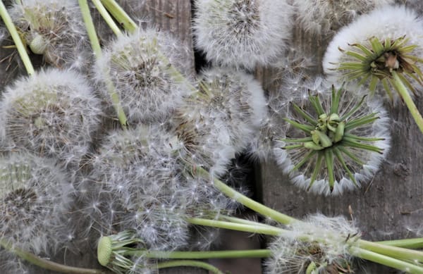 Dandelion seeds on a wooden fence.