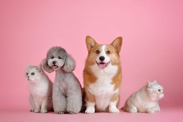 Four dogs and a cat on a pink background.